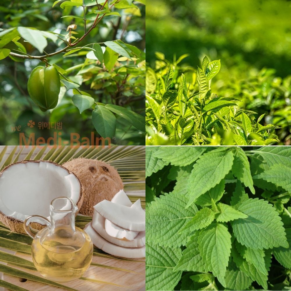 Chữa chàm sữa bằng lá khế, chè xanh, dầu dừa, lá kinh giới